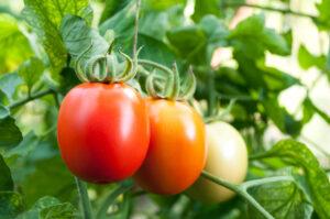 Best month to plant tomatoes