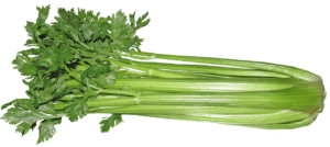 Celery farming in Kenya