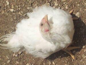 symptoms of Newcastle in poultry