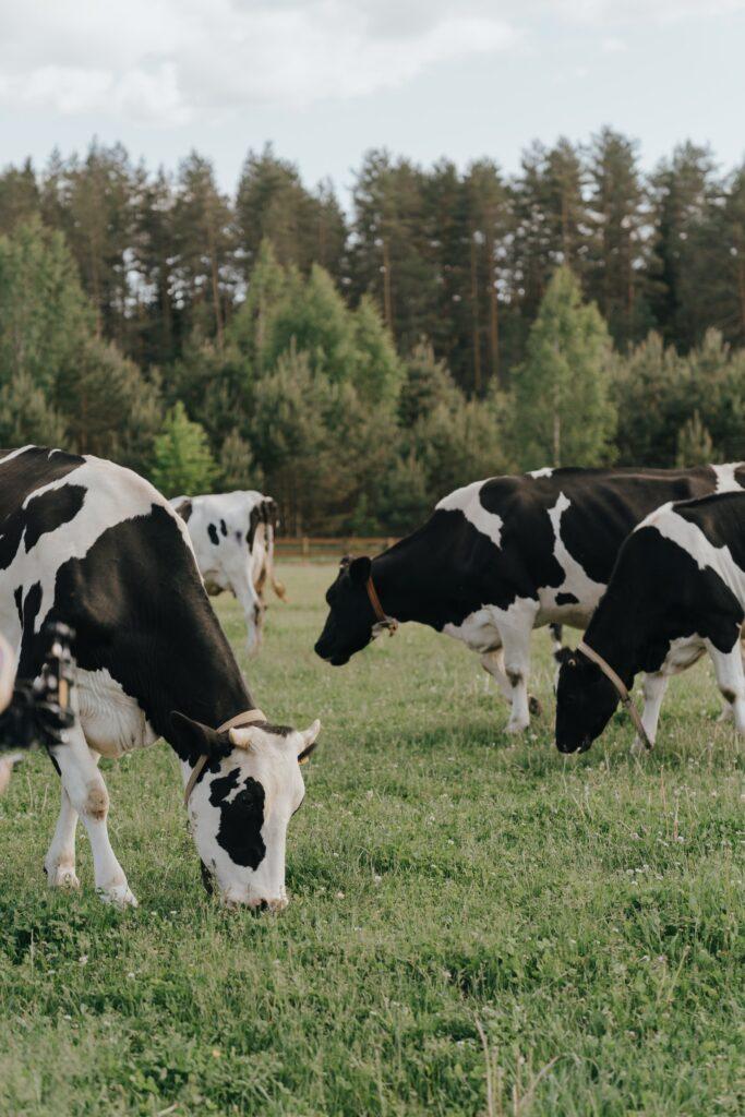How to start a successful dairy farming