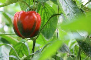 Best fertilizer for capsicum farming