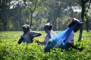 Tea farming in kenya