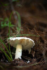 mushroom farming in Kenya