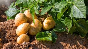 best potato fertilizer