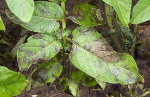 Late blight of potato symptoms