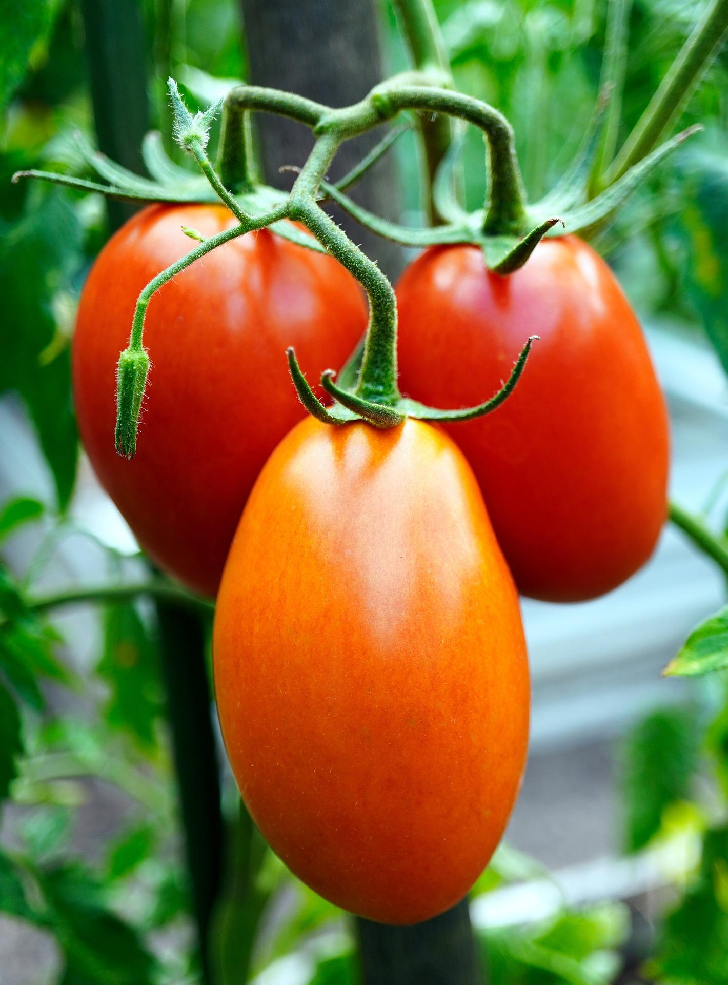 costprofit analysis, farming Tomato in one acre