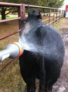 How to have a clean cow