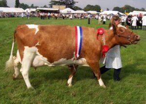 best dairy cows breeds in kenya