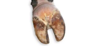 Foot rot disease in cattle