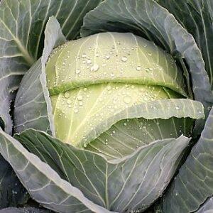 Gloria f1 cabbage farming