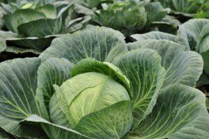 Cabbage farming in kenya