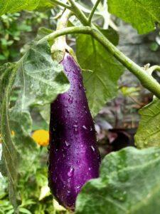 Eggplant farming