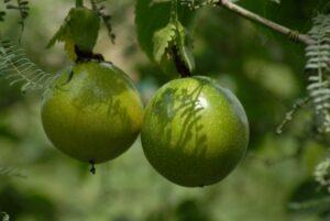Passion fruit farming in kenya