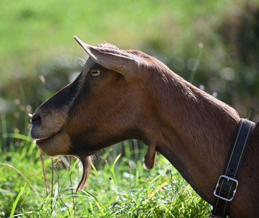 Unveiling the Potential Dairy Goat Farming in Kenya
