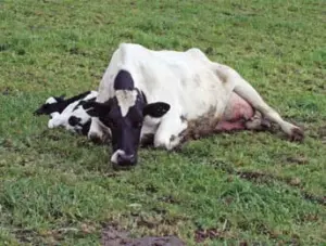 best treatment for milk fever