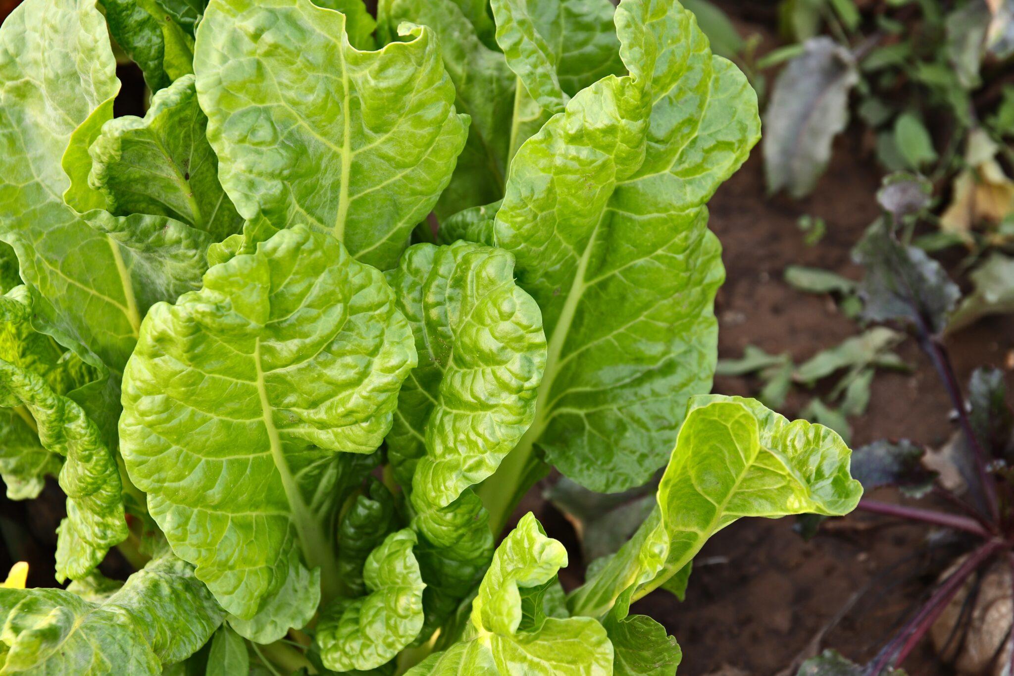 Best spinach varieties in Kenya