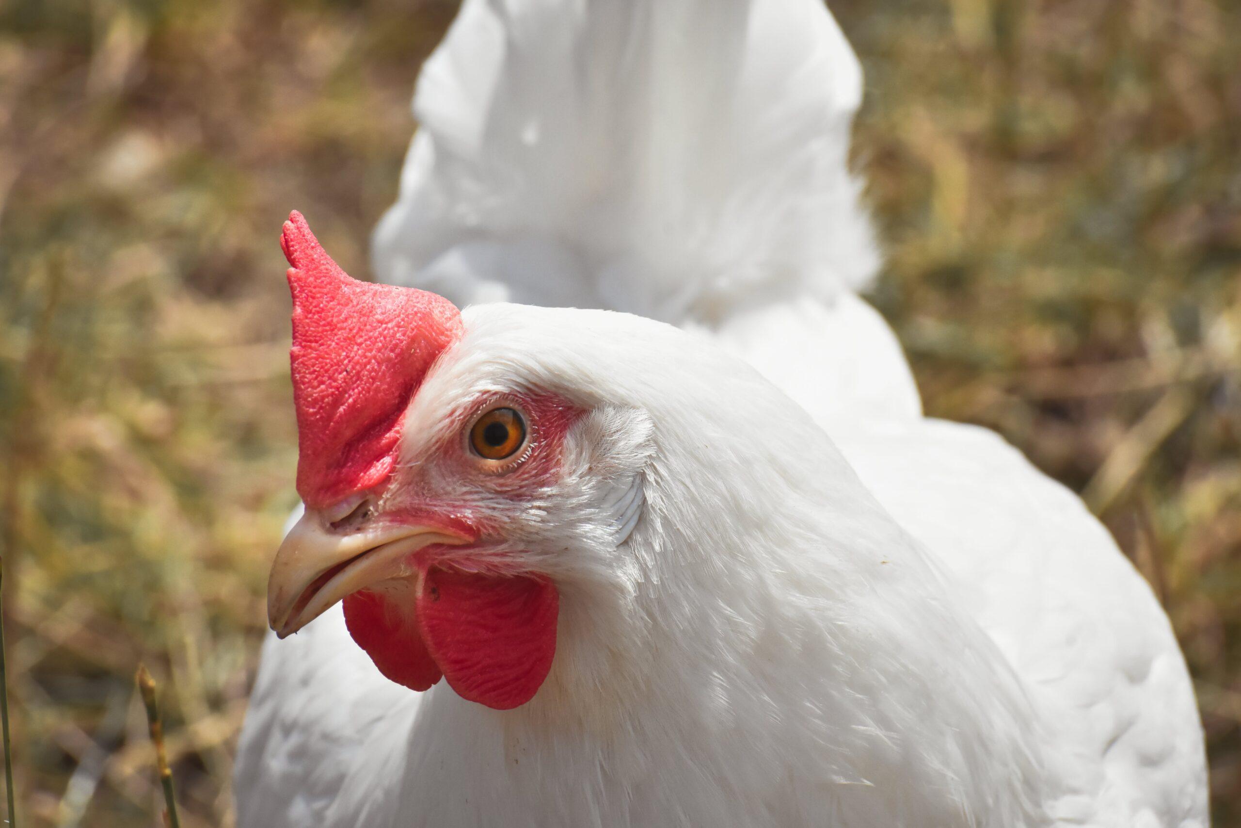 Broiler farmingKenya’s Exclusive Broiler Vaccine Guide