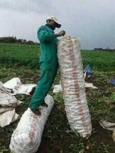 potato farming in kenya