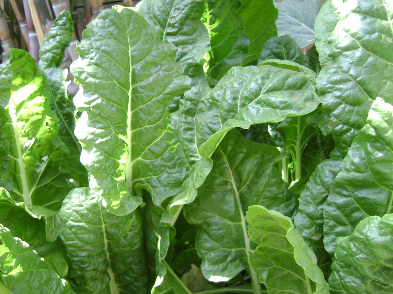 The best way to farm spinach in Kenya’s Heavy Rainfall