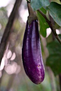Eggplant farming