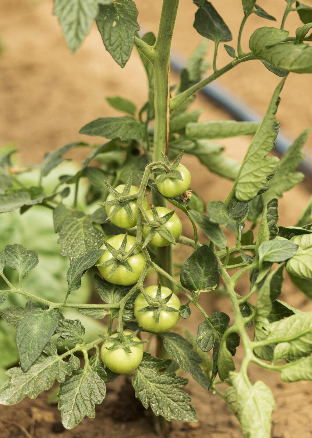 Beginner’s Guide to Tomato Farming in Kenya 2024