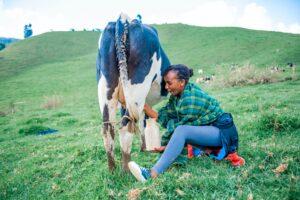 A young farmer hand milking