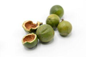 The fall of macadamia farming in kenya