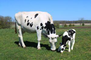 calves management from birth to weaning