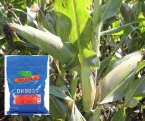DK 8031 Maize variety