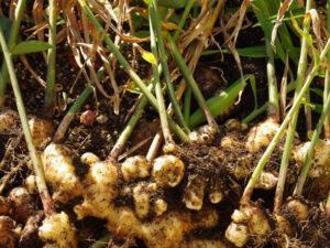 Ginger farming in kenya