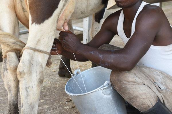 why your cow is reducing milk production