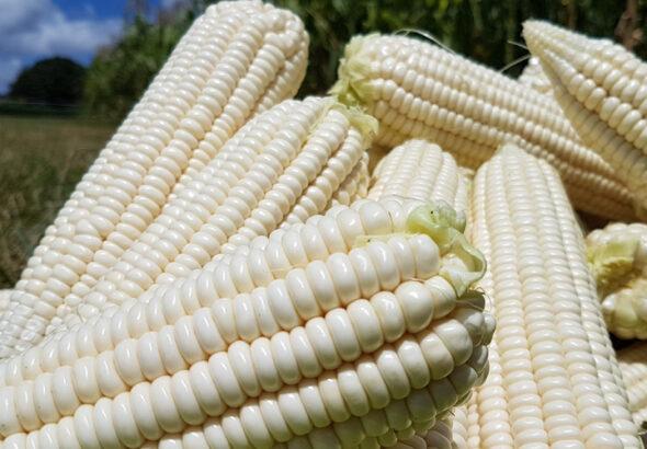 Best maize variety to plant this season
