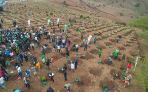 The Truth About Kenya's Tree-Planting Efforts
