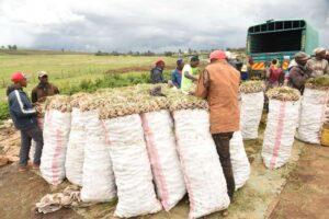 Kenya's Potato Farmers face losses as Uganda increases levy