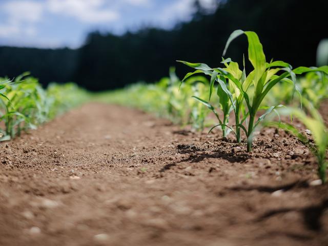 4 Best herbicides for maize farming in Kenya and how to use