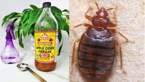 Homemade bedbugs killers