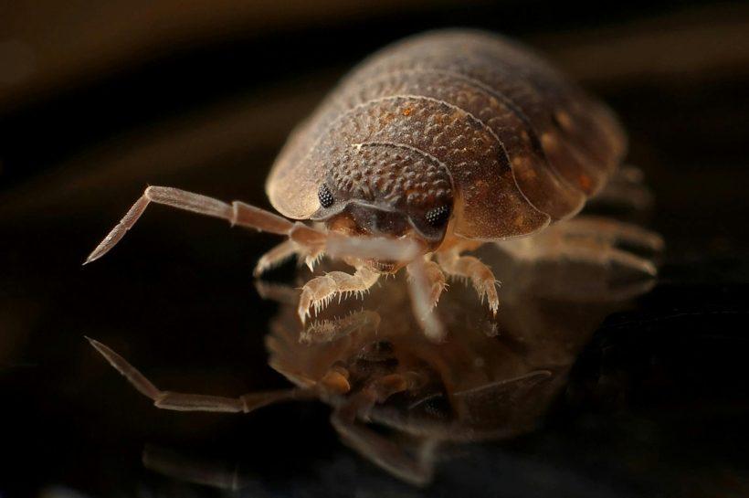 Permanent Bed Bugs Killer in Kenya Top 10 Insecticides
