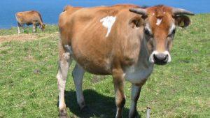 Best milk cow for beginners