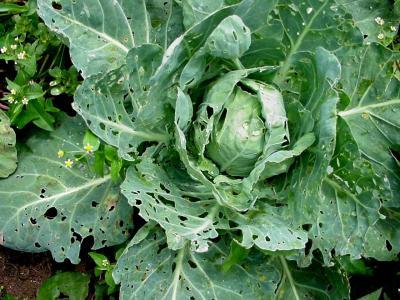How to grow cabbages faster