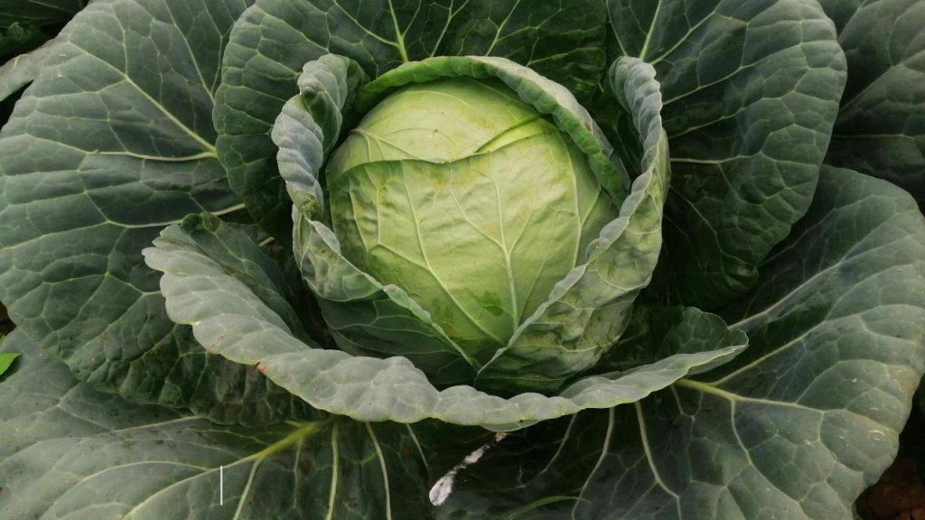 How to grow cabbages Faster