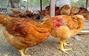 How to select the best chickens