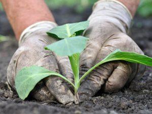 Best cabbage fertilizers