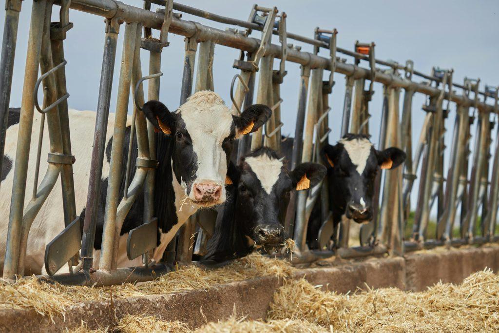 How to increase milk thickness