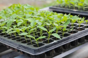 Bad busuness to start in farming