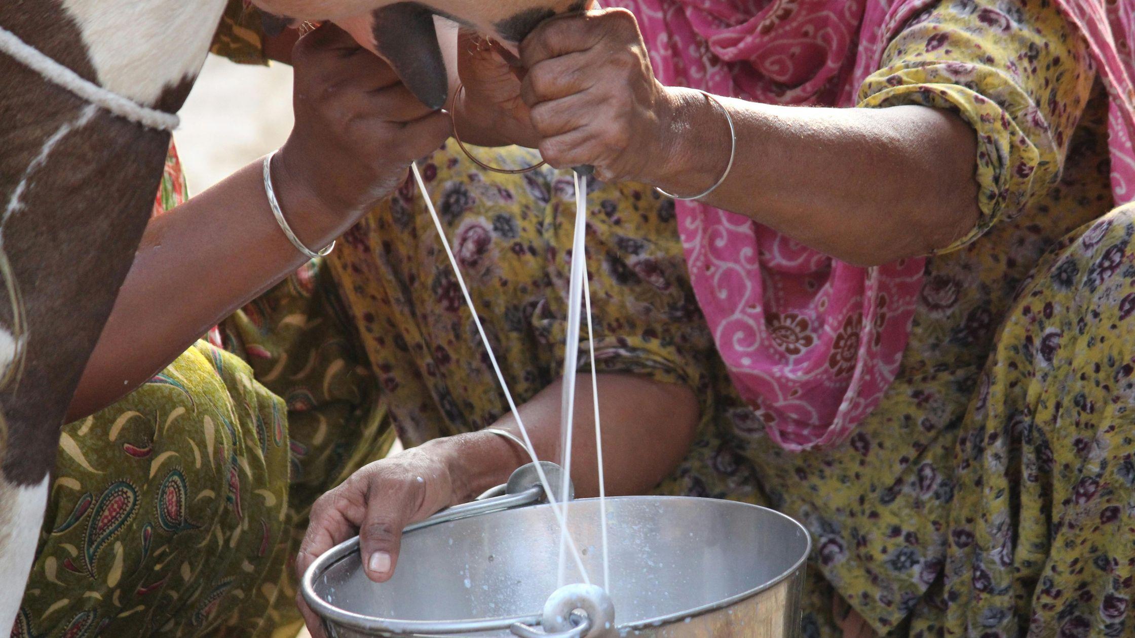 Factors to maximize milk production