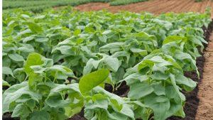 top 5 crops for 2025
