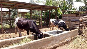 How to Start a Dairy Farm in Kenya