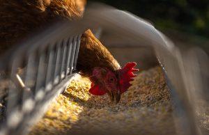 How to start poultry Farming in Kenya