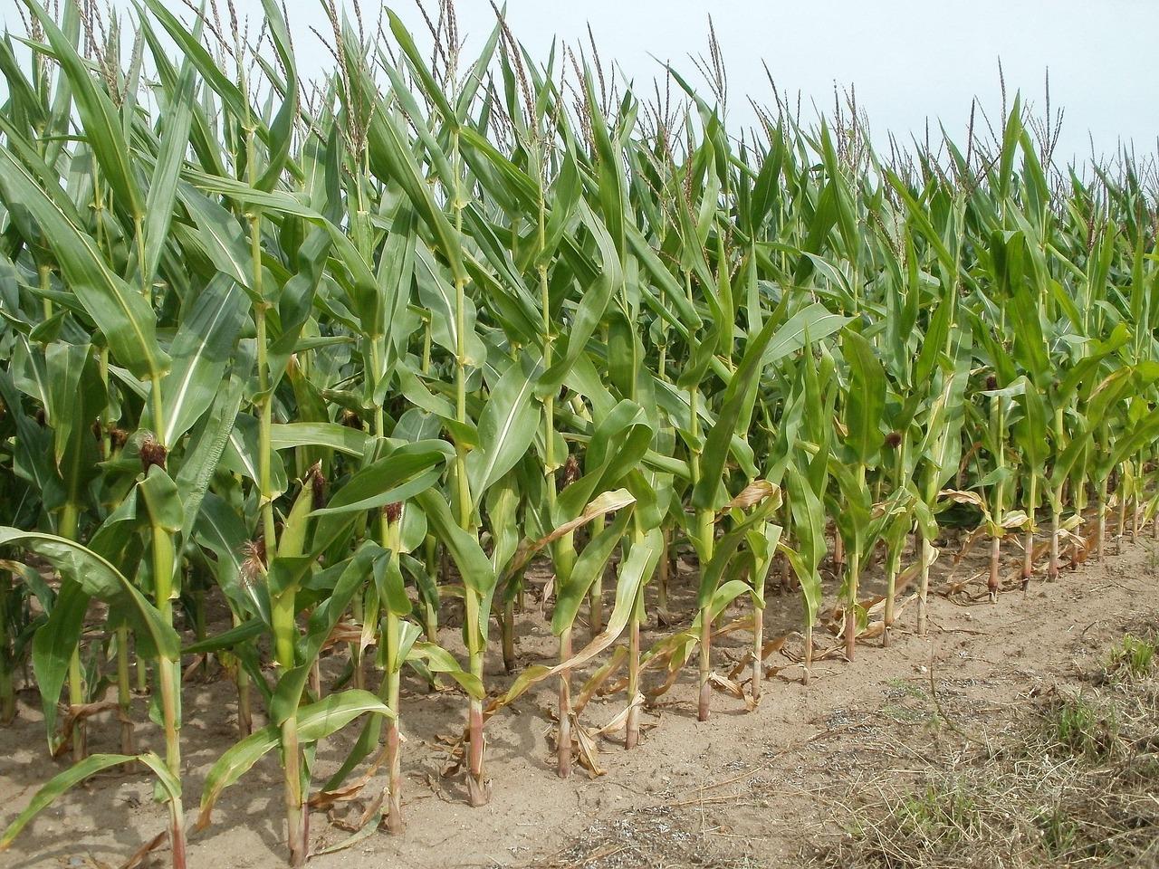 The cost of maize production in kenya