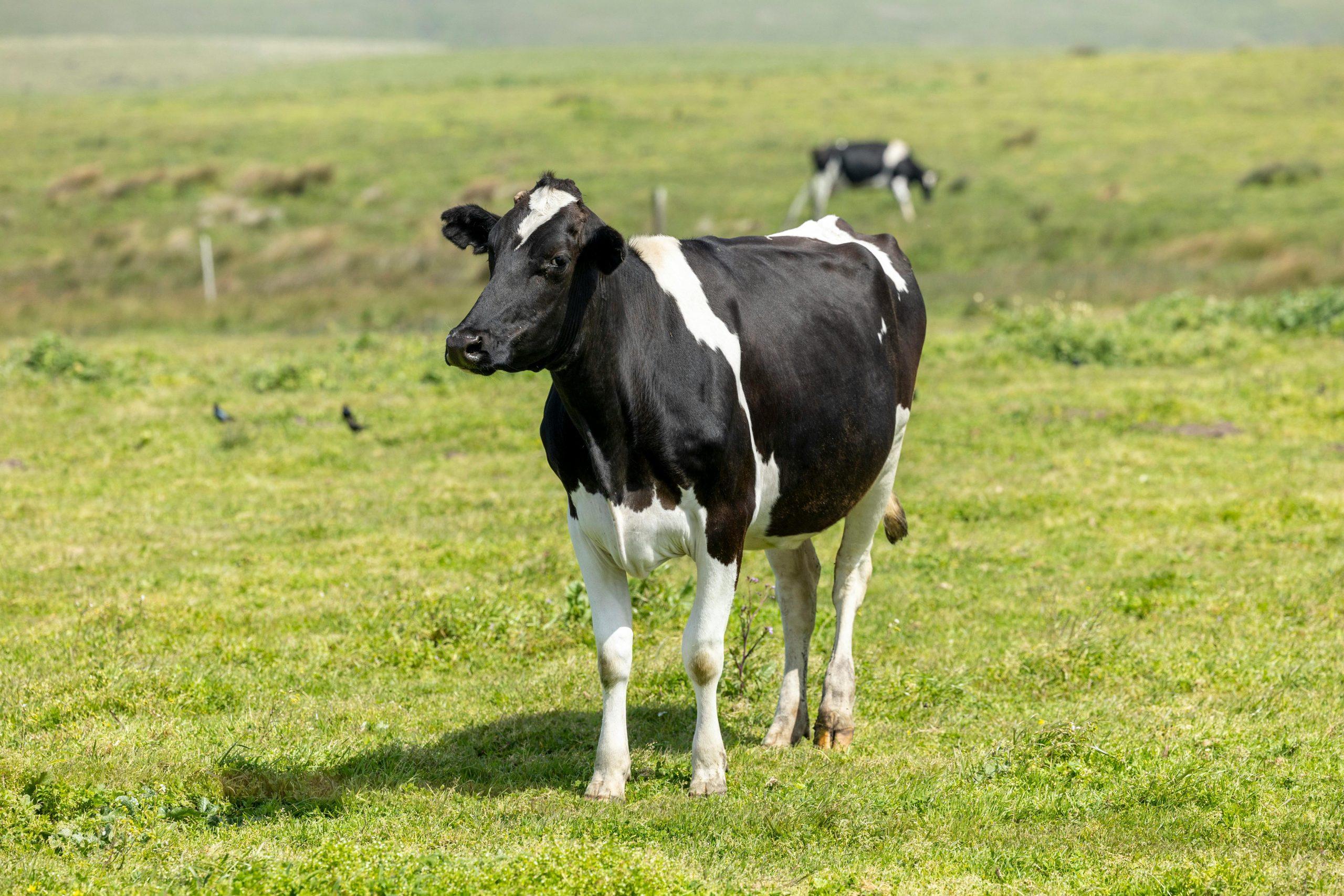 Friesian Cow Milk Production in Kenya
